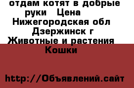 отдам котят в добрые руки › Цена ­ 10 - Нижегородская обл., Дзержинск г. Животные и растения » Кошки   